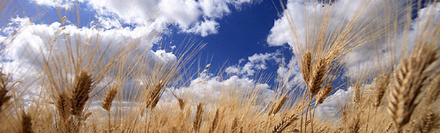 Cereals