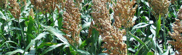 White sorghum