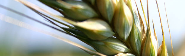 Grain